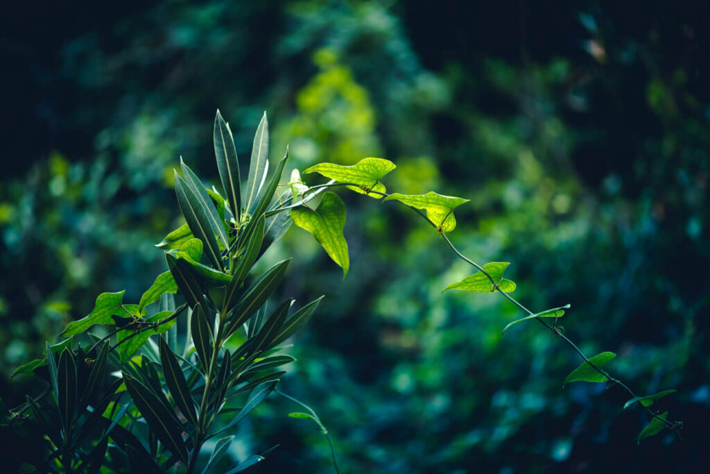 La vegetación y el bosque de ribera son elementos de turismo de Sumacàrcer