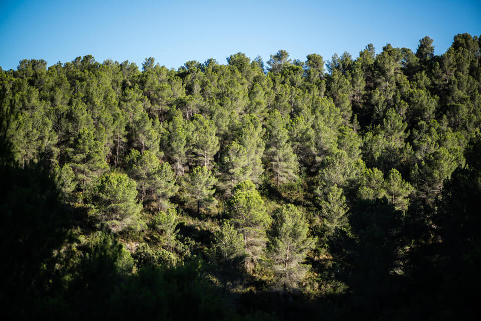 Bosque mediterráneo en la umbría del Castillo de Sumacàrcer
