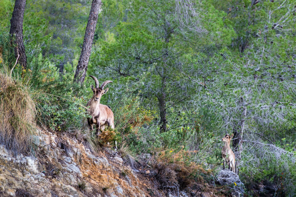 Cabra montesa en la senda Vedà, SL-CV 17.1