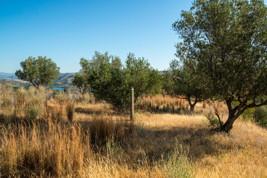 Campo de olivos en el Castillo de Sumacàrce
