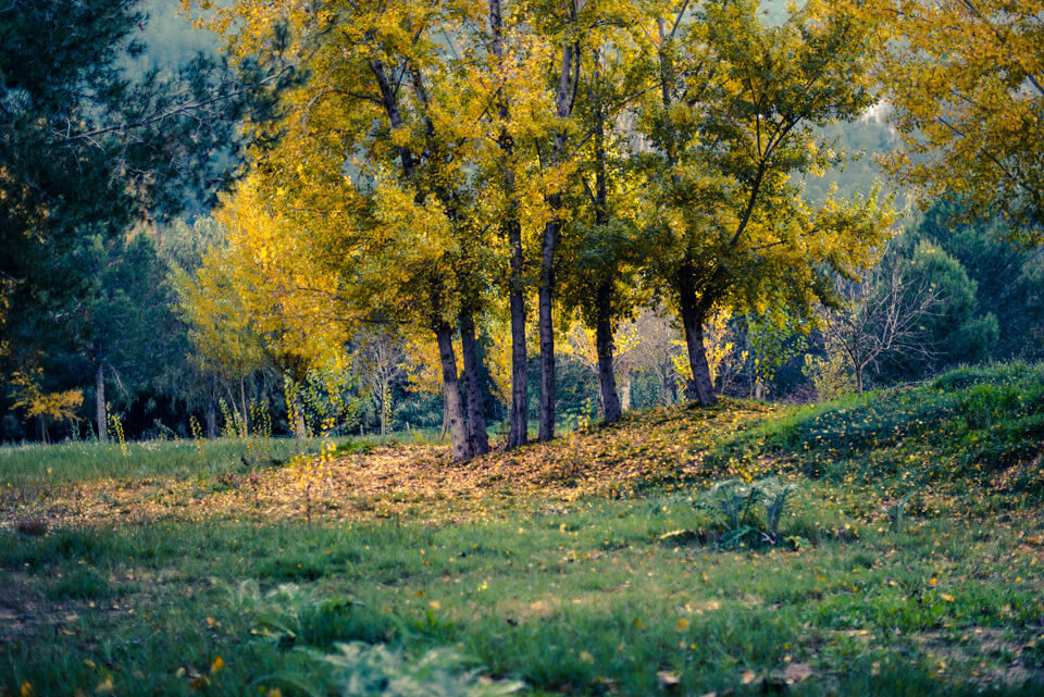 Bosque de ribera en la isla de l'Argoletja del río Júcar