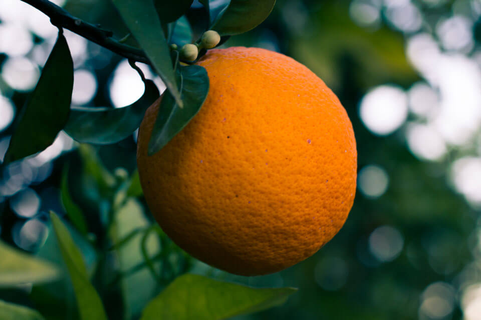 Naranja en el arbol, campo de naranjos